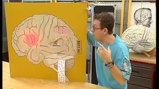 C’est pas sorcier – Cerveau, j’ai la mémoire qui flanche