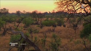 Documentaire Échappées belles – Botswana, intense et sauvage