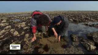 Documentaire Échappées belles – Charente-Maritime, dans les bras de la mer