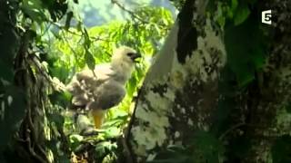 Documentaire L’aigle qui mangeait des singes