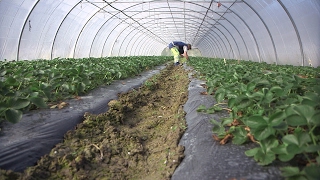 Agriculture : comment manger plus sain ?
