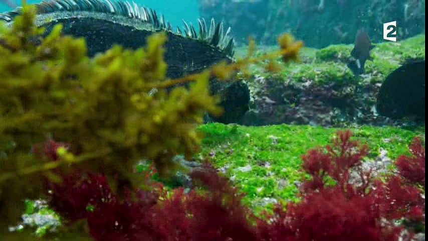 Planète animale