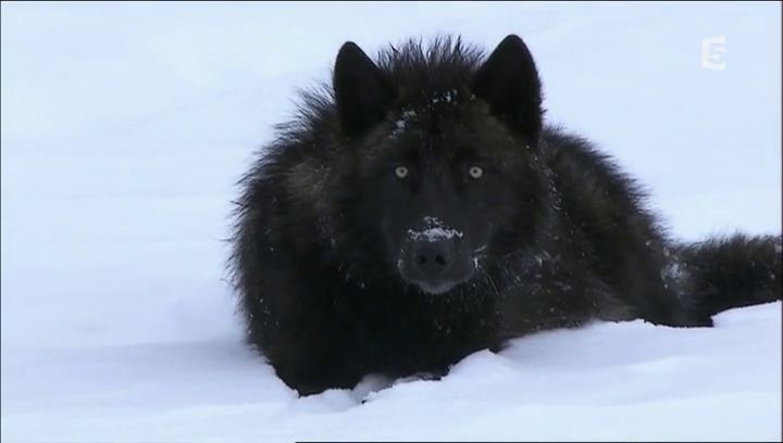 Documentaire Le loup noir