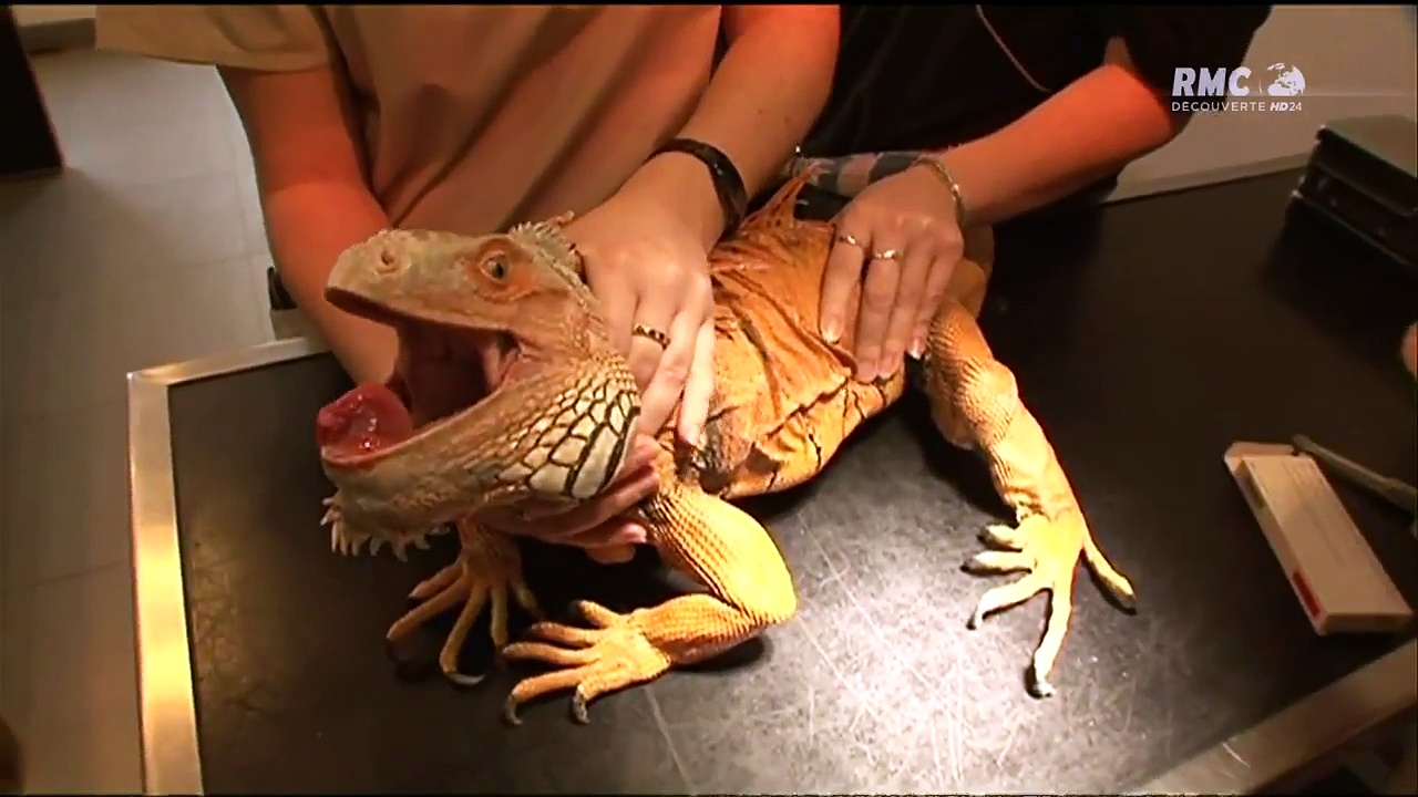 Sos vétérinaires - animaux sauvages (1/2)