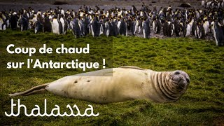 Coup de chaud sur l'Antarctique !