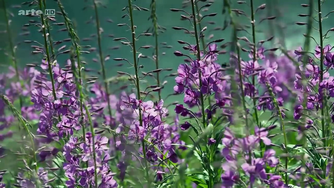 Documentaire Frontières d’Eau – Le Fleuve Teno