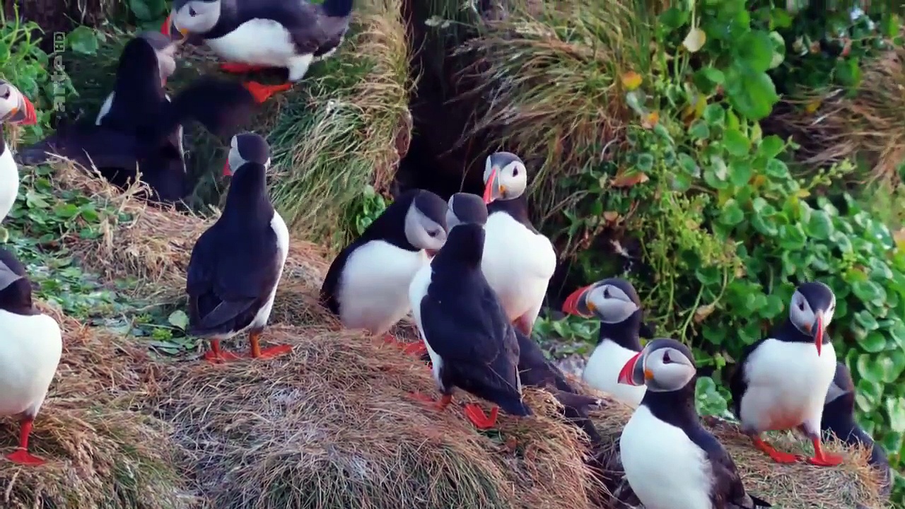 Documentaire Islande – L’été des renards polaires