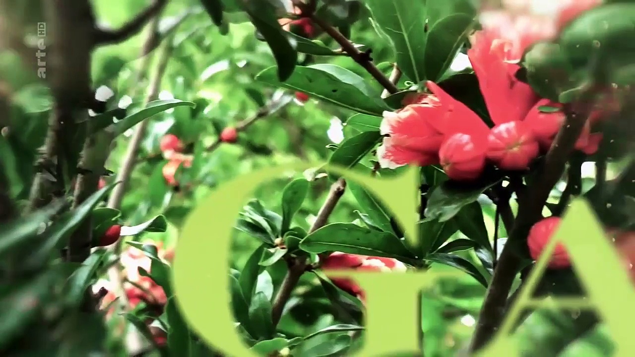 Documentaire Le jardin d’Eden – Sa majesté du pays de Bade : la quetsche