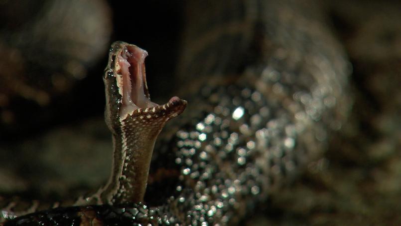 Le monde mystérieux des serpents