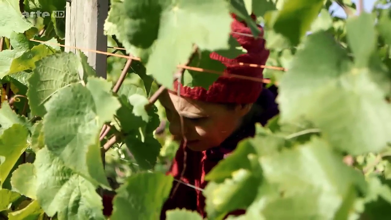 Sarah Wiener - Une semaine avec les vignerons de la Sarre
