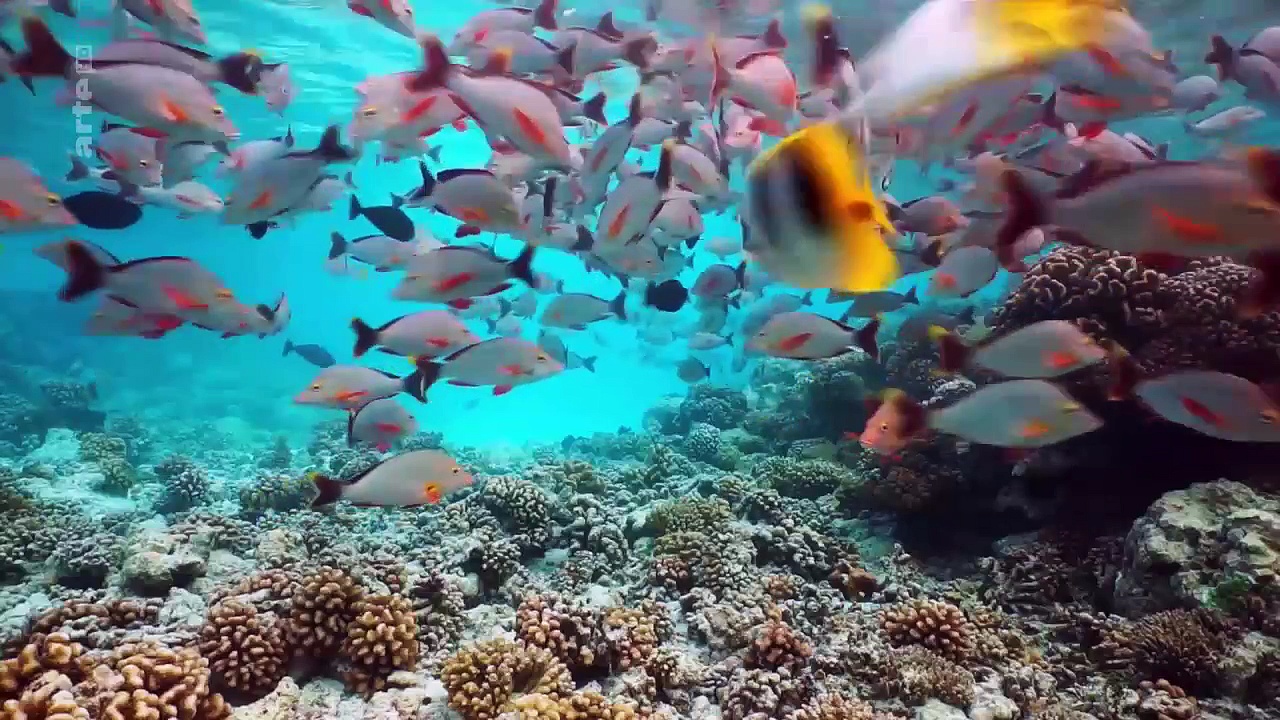 Documentaire À la découverte des mers du Sud