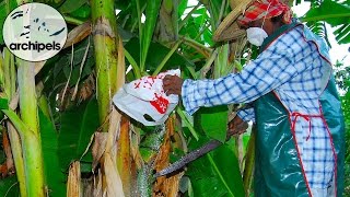 Archipels – Chlordécone, poison durable, un insecticide mortel