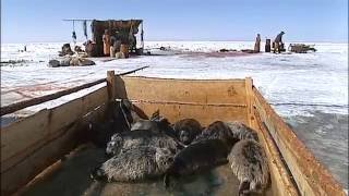 Documentaire Chroniques de Sibérie