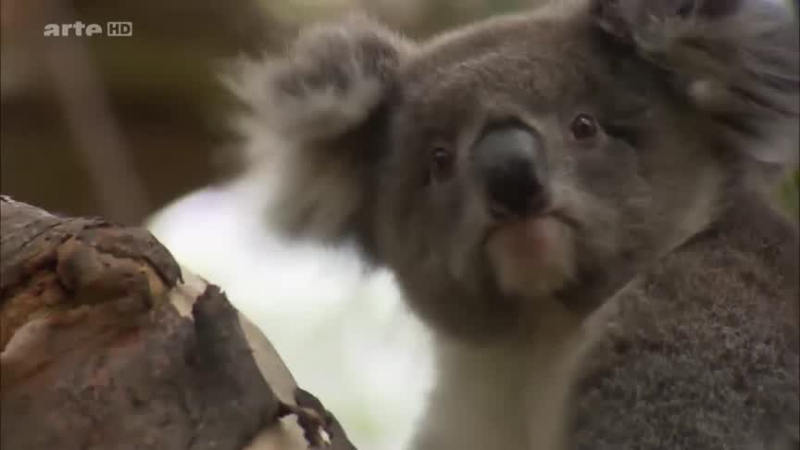 L'hôpital des koalas