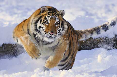 Documentaire A la recherche des Tigres de Sibérie