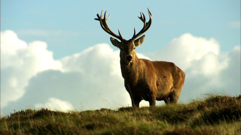 Animaux du pays de Galles – Les terres du milieu