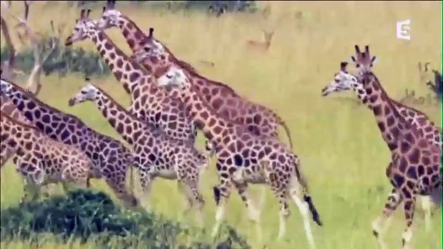 Au sommet de la girafe