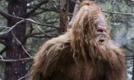 Big Foot : en quête de preuves