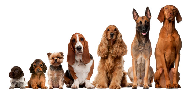 Chiens sur mesure