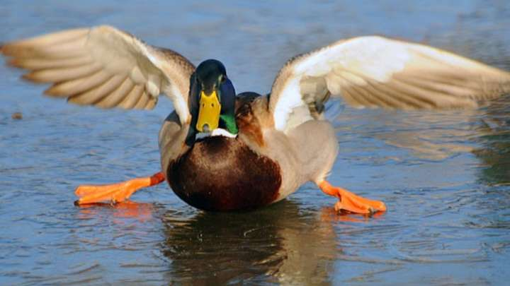 Des canards et des hommes