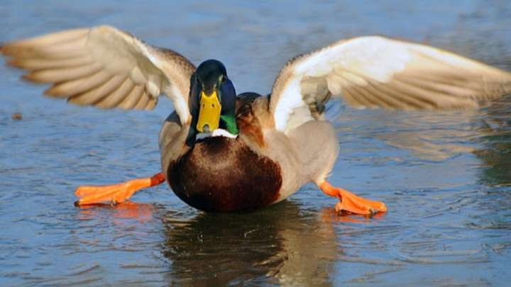 Documentaire Des canards et des hommes