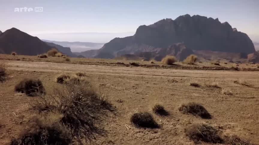 Documentaire Fantômes du désert – Les derniers guépards asiatiques