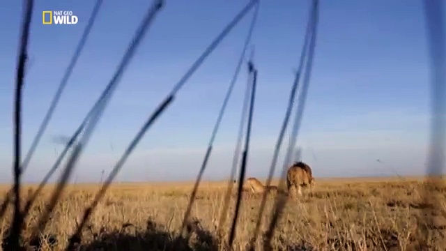 Documentaire Gang de lions