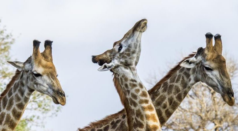 Documentaire Girafes, les dernières géantes