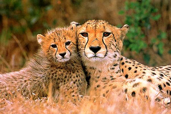 Guépards - Dans la savane de Namibie