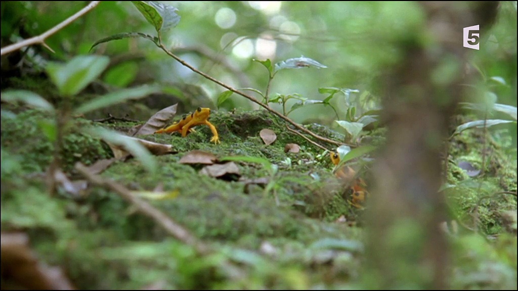 Histoires de grenouilles