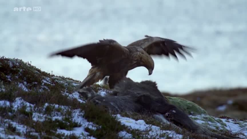 Documentaire L’aigle royal