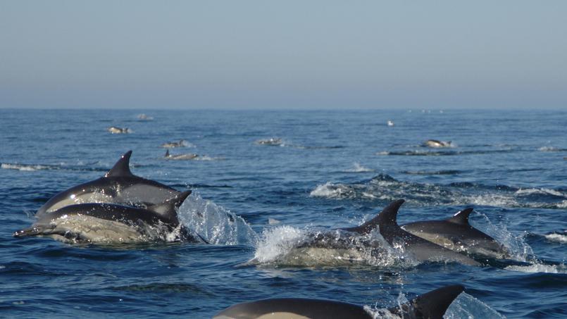 Documentaire L’armée des dauphins