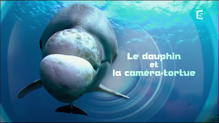 Le dauphin et la caméra-tortue