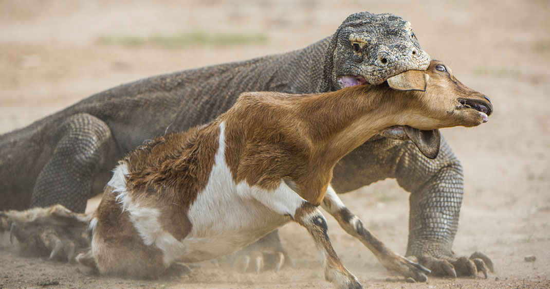 Documentaire Le Dragon de Komodo