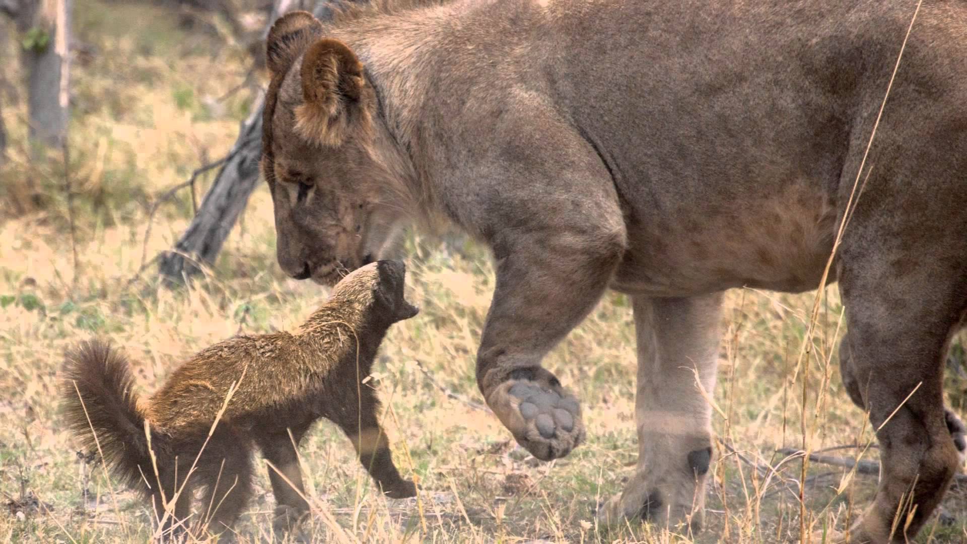 Le ratel, prédateur inattendu