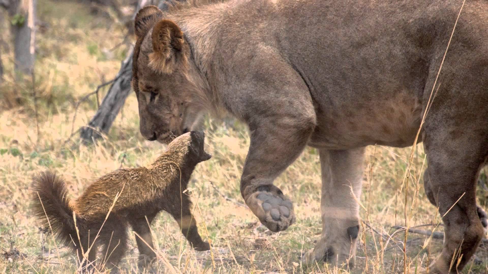 Documentaire Le ratel, prédateur inattendu