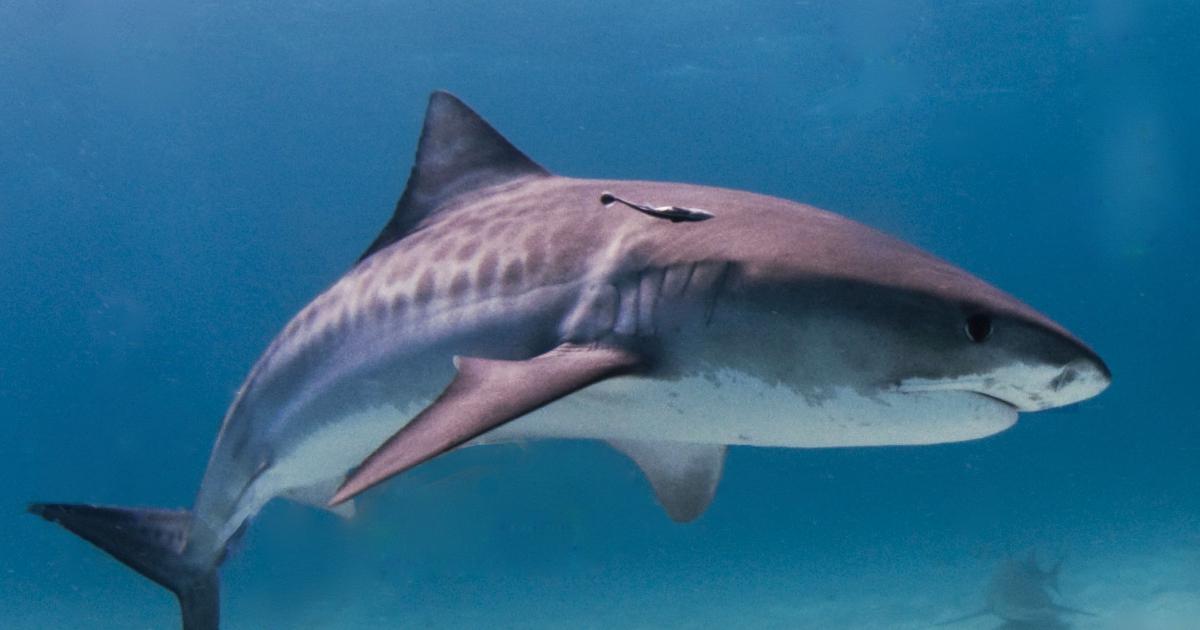 Le rendez-vous des requins