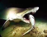 Le sourire du requin-taureau