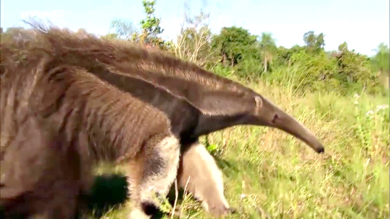 Documentaire Le tamanoir, un animal qui s’adapte au nord du Brésil