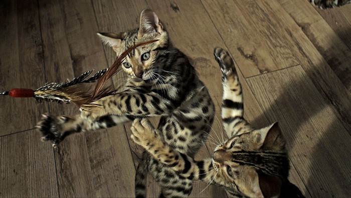 Les secrets de nos animaux domestiques - L'instinct du jeu