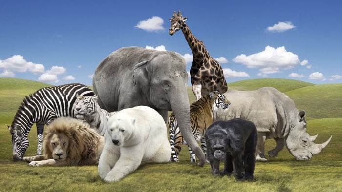 Les supersens des animaux – La vue