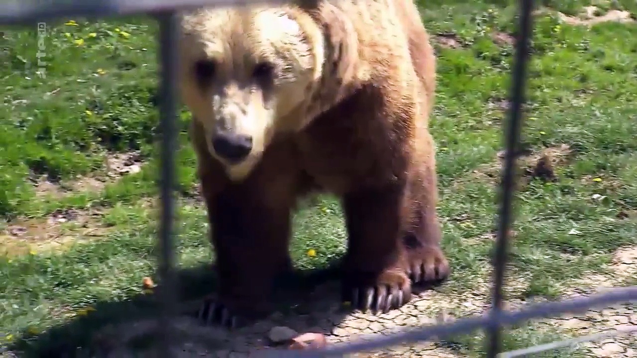Les derniers refuges - Ours en Roumanie