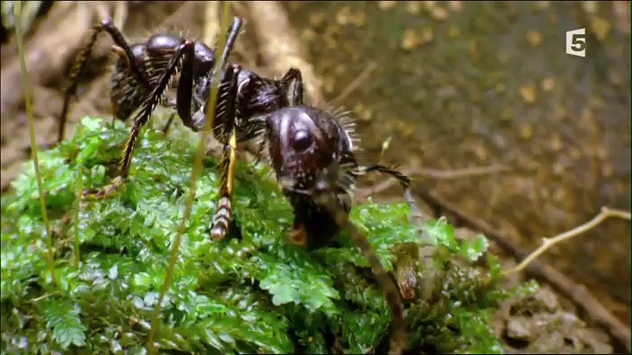 Documentaire Les fourmis, super-organisme