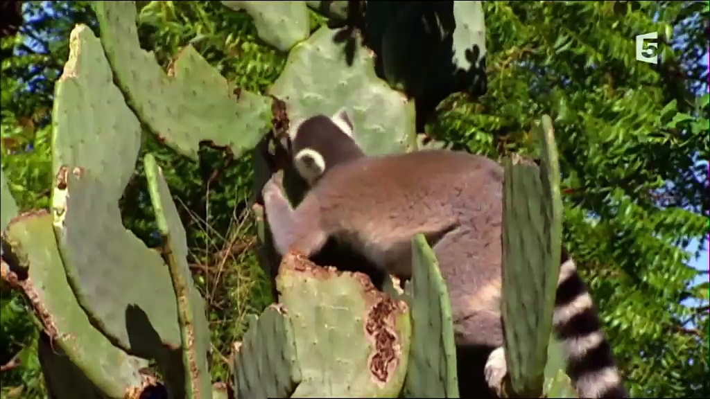 Les lémuriens de Madagascar
