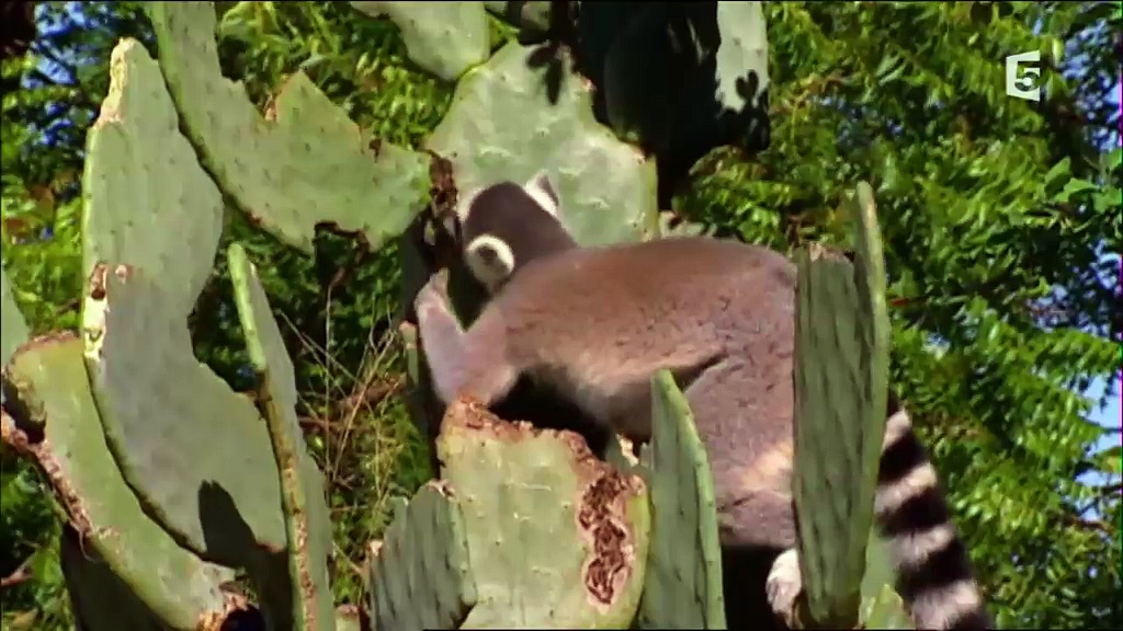 Documentaire Les lémuriens de Madagascar