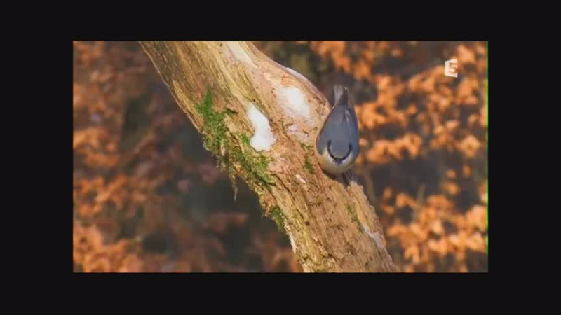 Les secrets des photographes animaliers - L'hiver et le printemps