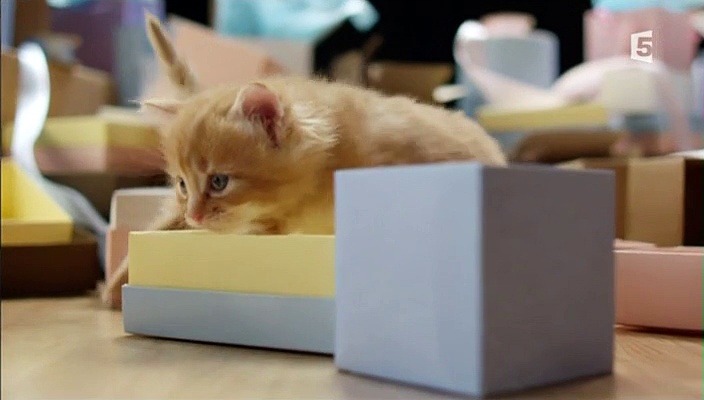 Les super-pouvoirs du chat