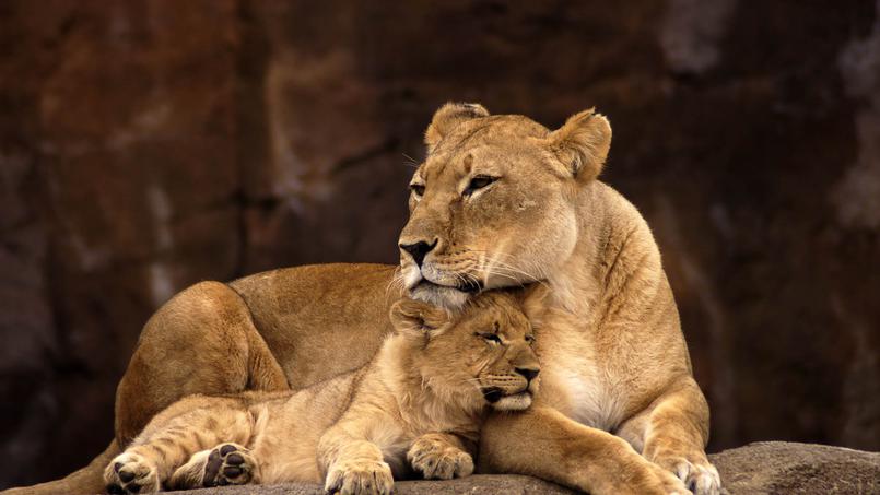 Lions et hyènes, ennemis jurés