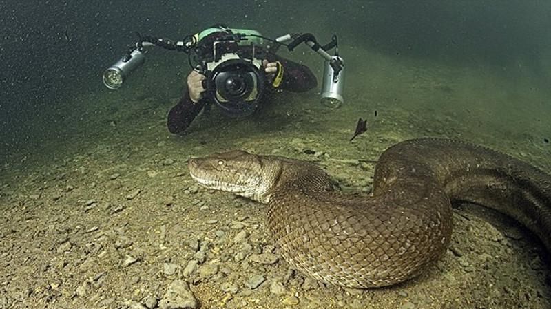 Documentaire Monstres Marins – Plongée avec l’Anaconda