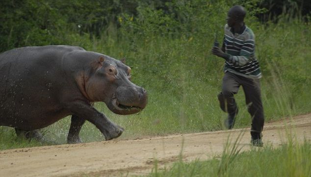 Documentaire Monstres Marins – Plongée avec l’Hippopotame